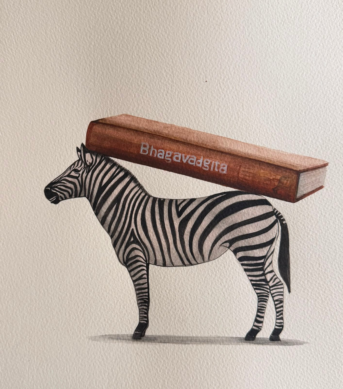 Zebra Series