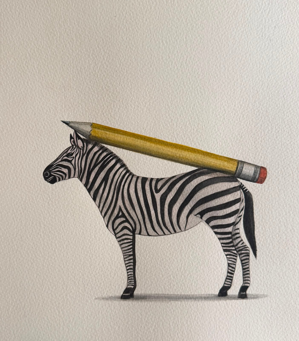 Zebra Series